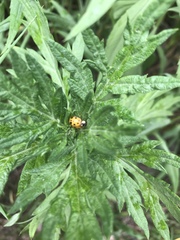 Harmonia axyridis