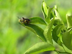 Centris flavofasciata
