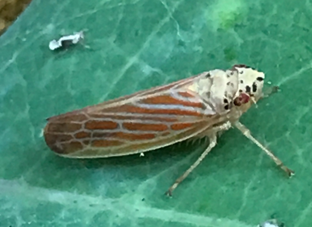Pagaronia triunata
