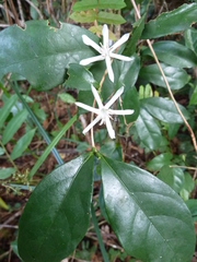 Argocoffeopsis afzelii