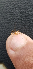 Aedes bimaculatus