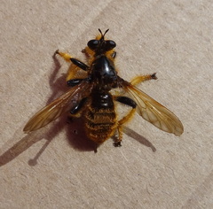 Pogonosoma maroccanum