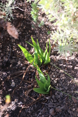 Bulbine cepacea