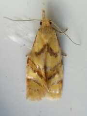 Phtheochroa vitellinana
