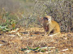 Cynictis penicillata penicillata