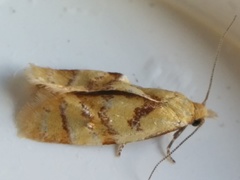 Phtheochroa vitellinana