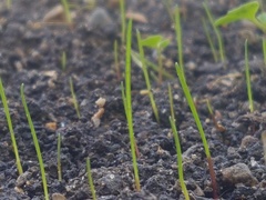 Festuca rubra litoralis
