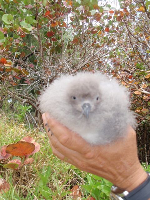 Bermuda Petrel