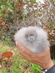 Bermuda Petrel photo 2