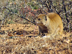 Cynictis penicillata penicillata