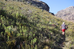 Euryops abrotanifolius