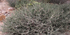 Euphorbia griseola