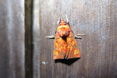 Melese flavimaculata