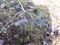 Hylotelephium maximum