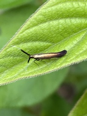 Coleophora mayrella