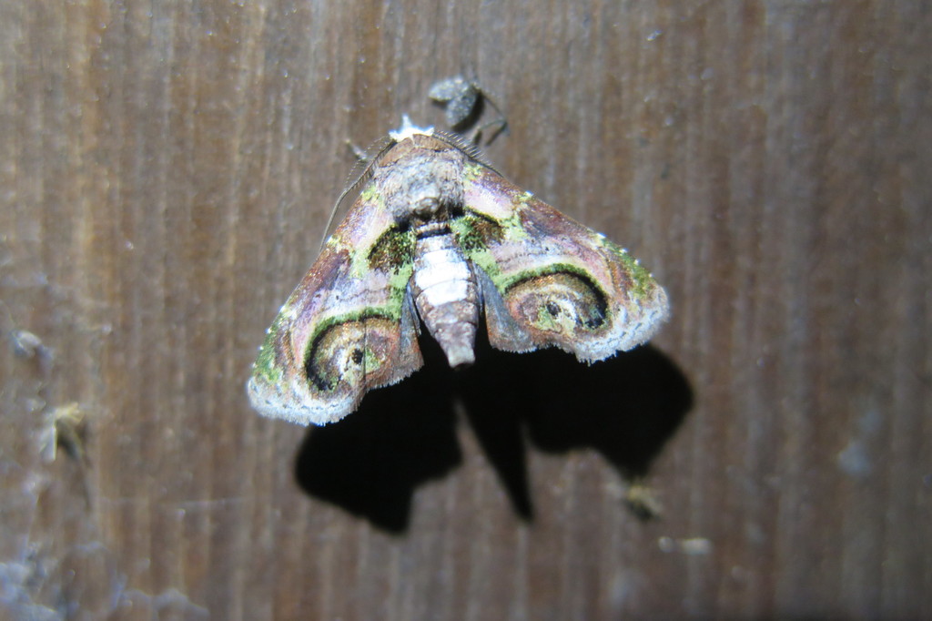 Paectes circularis