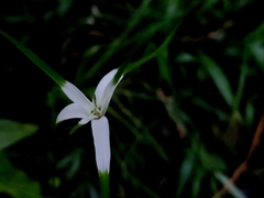 Rhynchospora latifolia