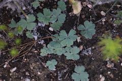 Pelargonium ternifolium