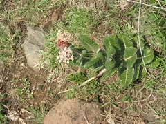 Asclepias otarioides