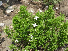 Bouvardia longiflora