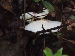 Leucoagaricus meleagris