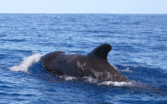 Globicephala