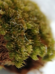 Bryum radiculosum