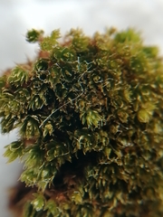 Bryum radiculosum