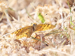 Argynnis niobe