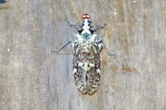 Phrictus moebiusi