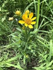 Coreopsis palmata