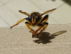 Pogonosoma maroccanum