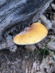 Buglossoporus quercinus