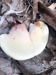 Buglossoporus quercinus