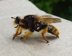 Pogonosoma maroccanum