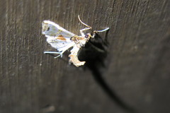 Neoleucinodes elegantalis