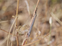 Distoleon tetragrammicus