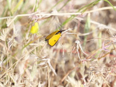 Heliothea discoidaria