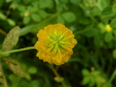Trifolium aureum