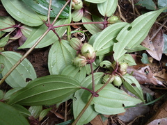 Tristemma coronatum