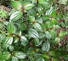 Tristemma coronatum