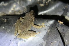 Pristimantis achatinus