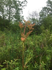 Filipendula rubra