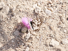 Melanargia ines