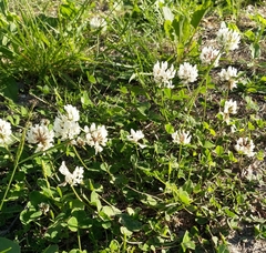 Trifolium repens