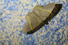 Phrygionis privignaria