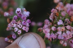 Erica melanthera