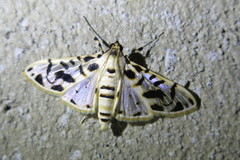 Azochis