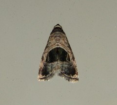 Tripudia rectangula