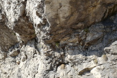 Moehringia bavarica